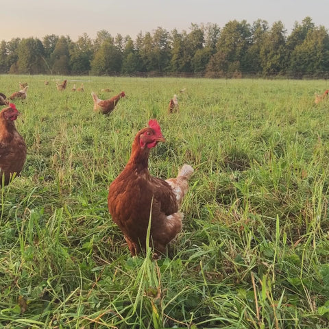 Grönbetesägg