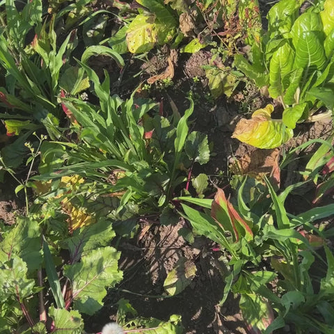 Rödbetor EKO